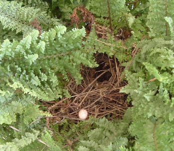 bird nest