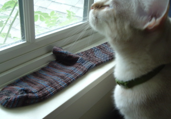 good lookin' cat and sock
