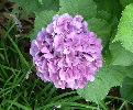 purple hydranga