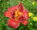 orage day lily