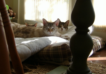 kitties on the blanket