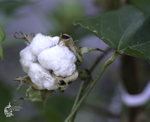 cotton